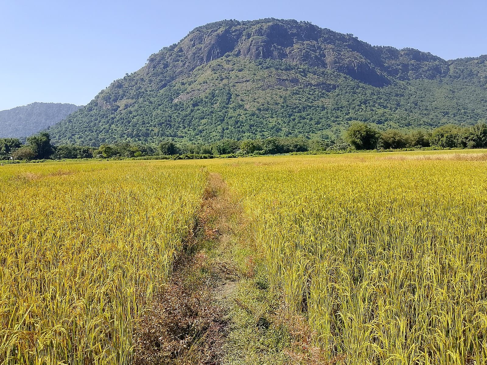 Golden paddy field ready for harvest