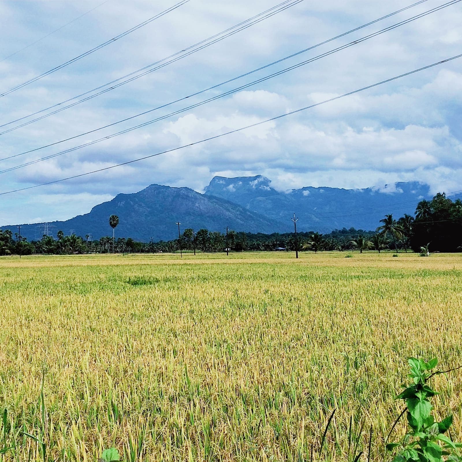 Rice fields in India with hills in the distance